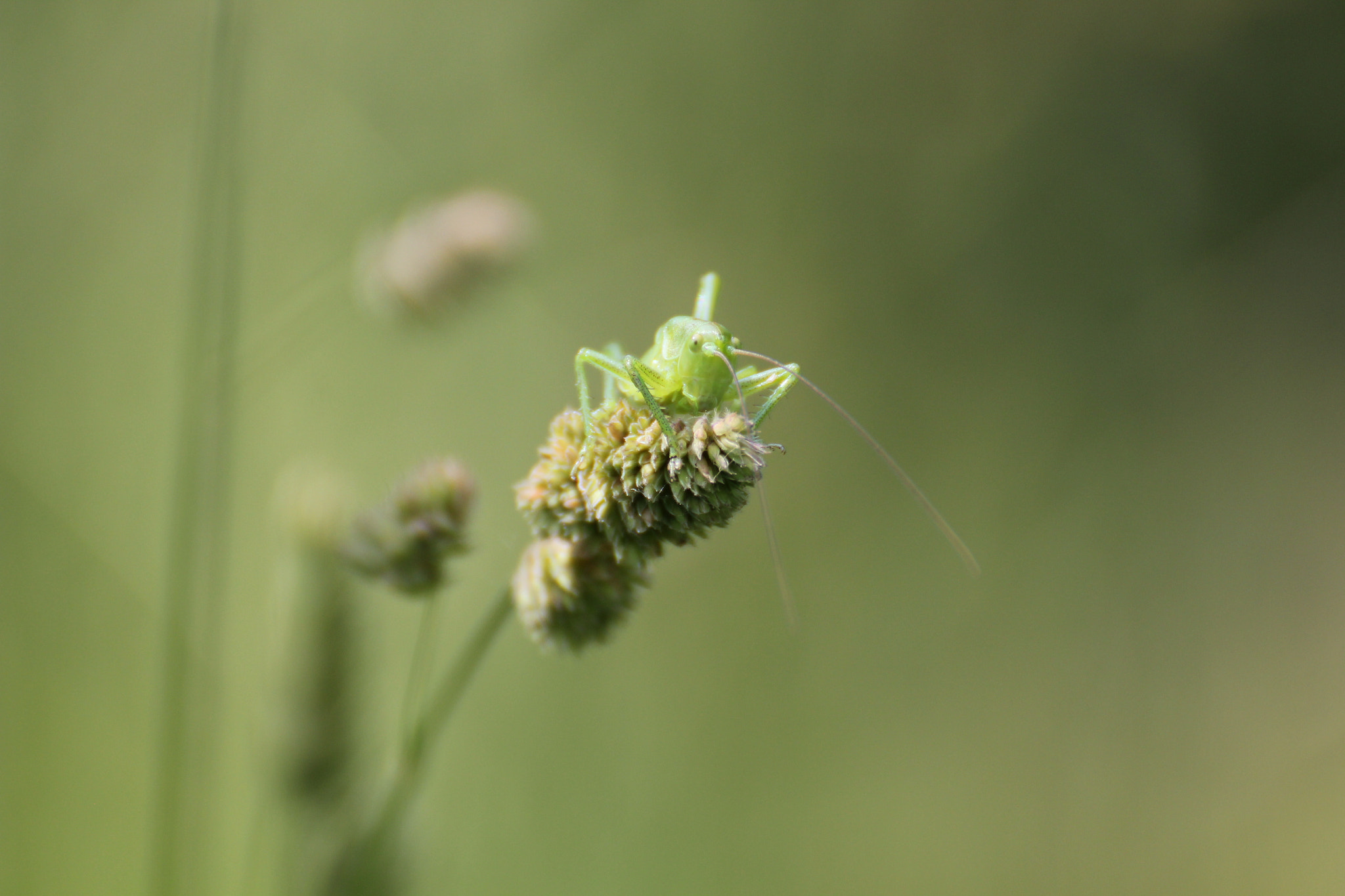 Canon EOS 550D (EOS Rebel T2i / EOS Kiss X4) sample photo. Cricket photography