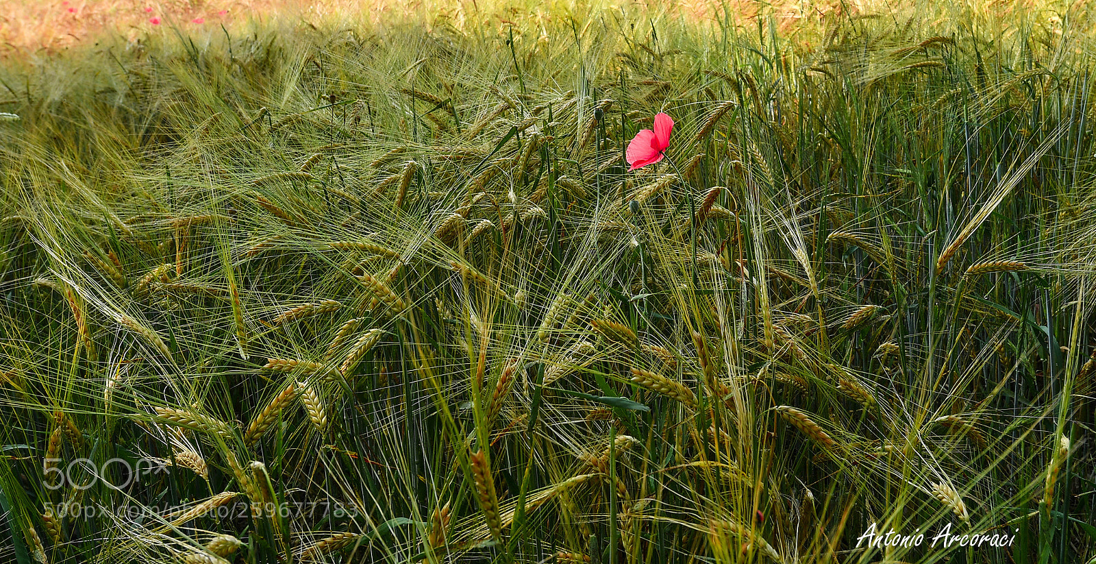 Nikon D5 sample photo. Barley and poppy photography