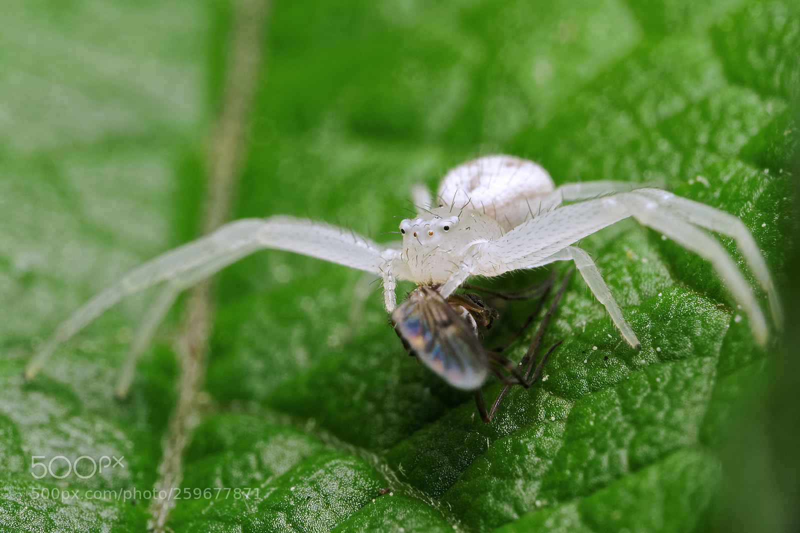 Olympus OM-D E-M5 II sample photo. Crab spider photography