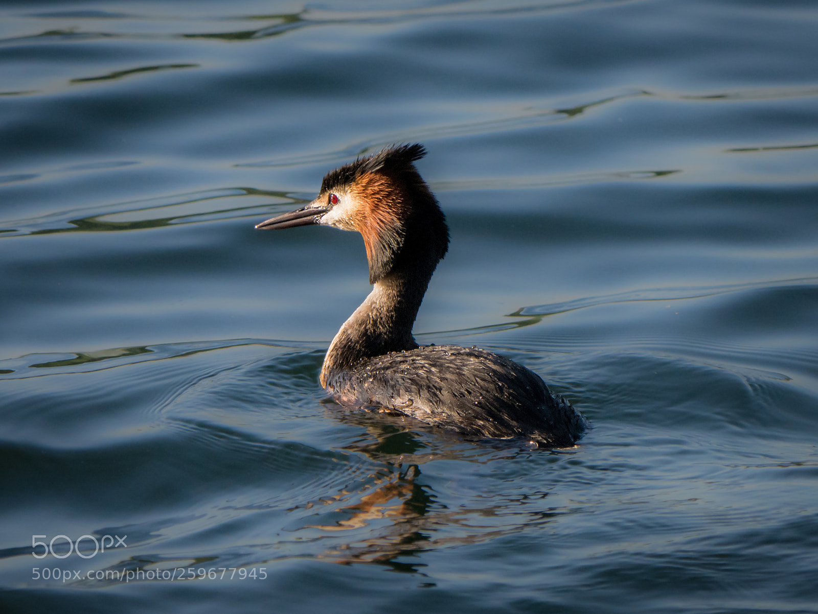 Panasonic Lumix DMC-GX7 sample photo. Great crested grebe photography