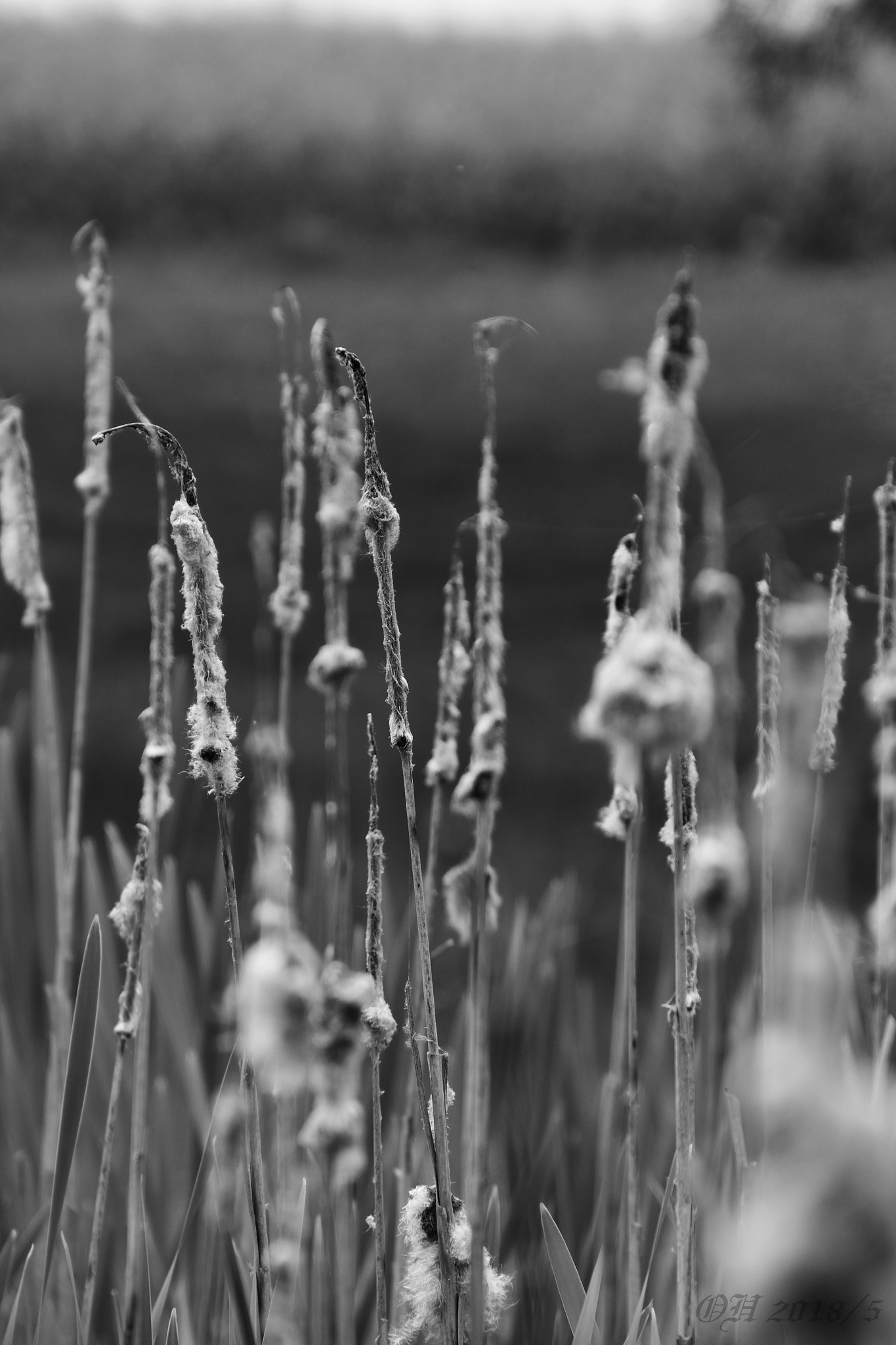 Nikon D5500 sample photo. F/8 - iso 220 - 1/250 sec photography
