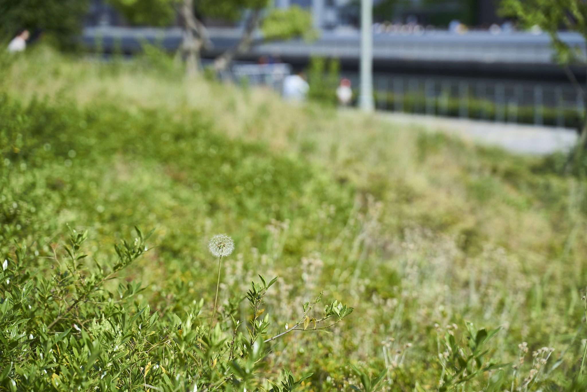 Sony a7S sample photo. Dandelion with locust photography