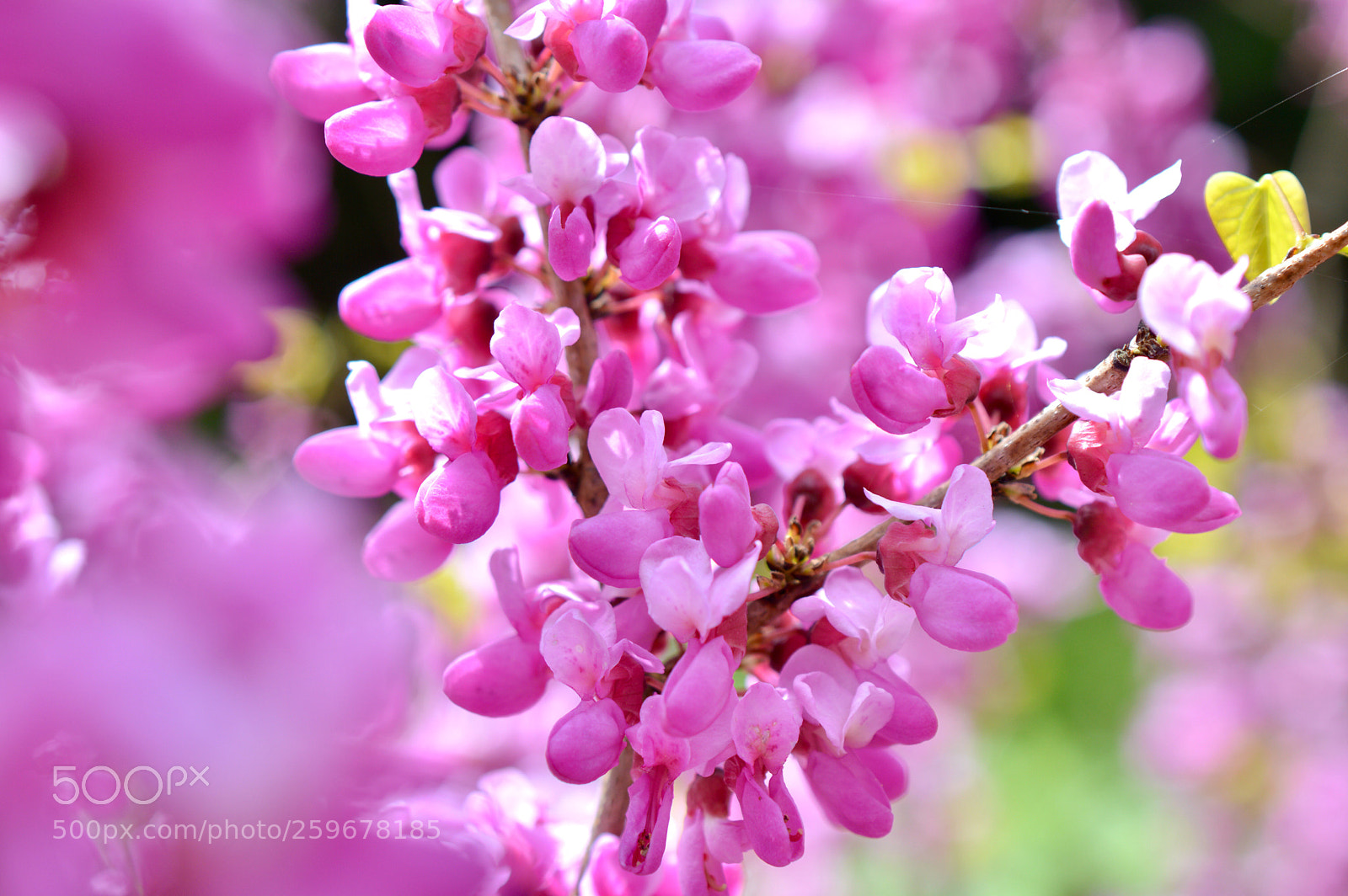 Nikon D3200 sample photo. ❁ cercis siliquastrum ❁ photography