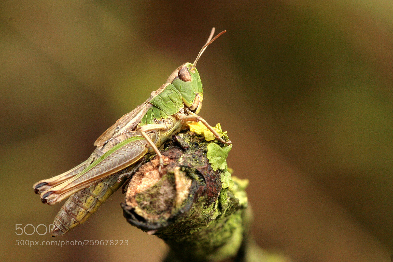 Canon EOS 30D sample photo. Grasshopper photography