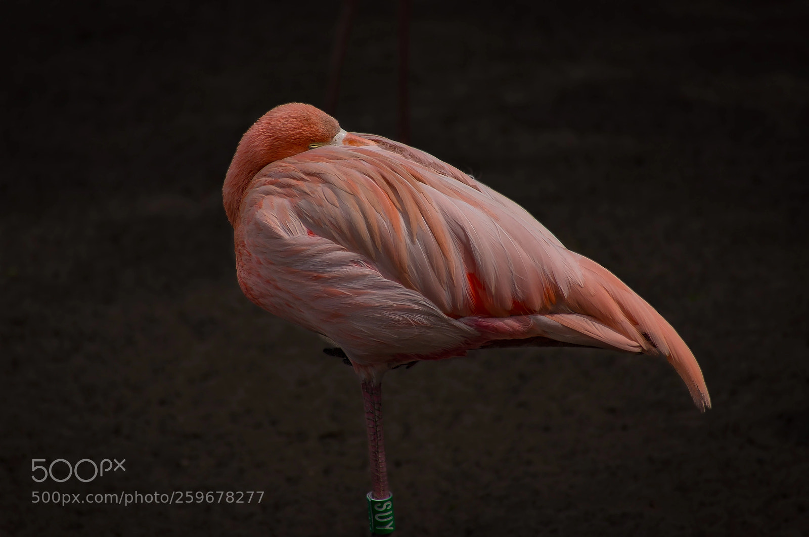 Sony SLT-A55 (SLT-A55V) sample photo. Sleeping flamingo photography