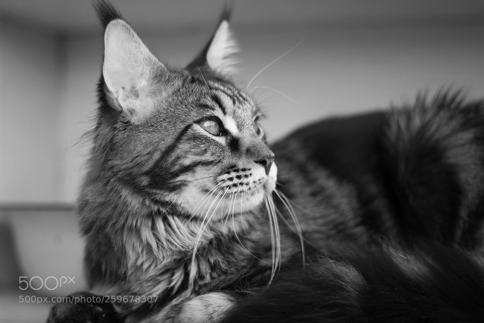 Canon EOS 600D (Rebel EOS T3i / EOS Kiss X5) sample photo. Maine coon photography