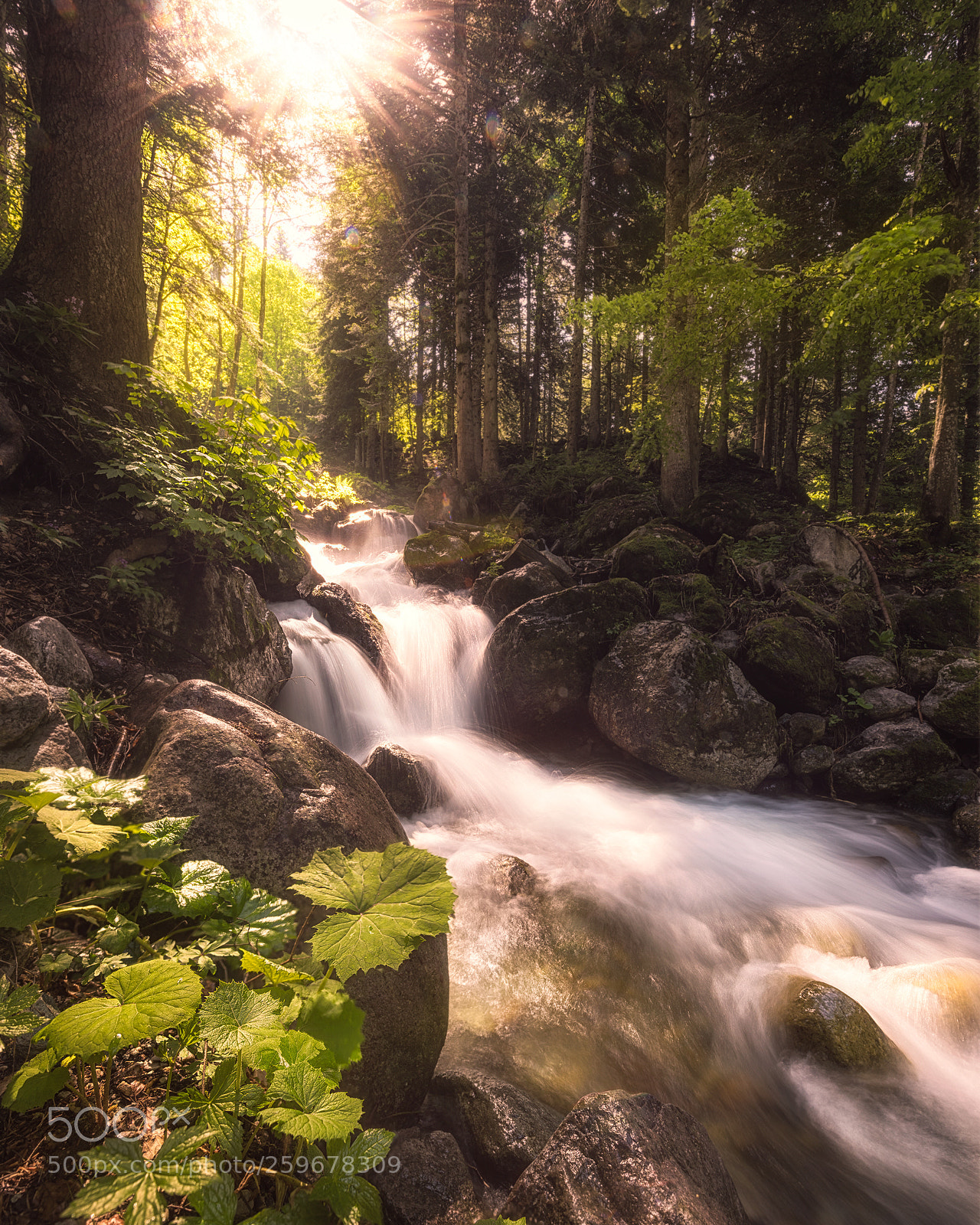 Nikon D810 sample photo. Green paradise photography