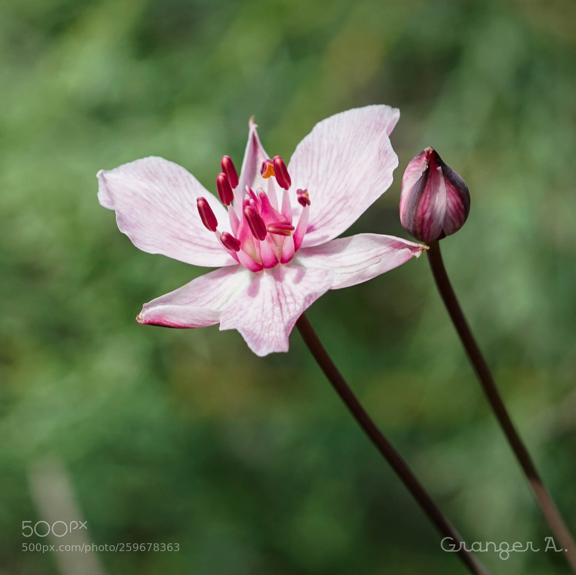 Sony a6500 sample photo. Fleurs de jonc photography