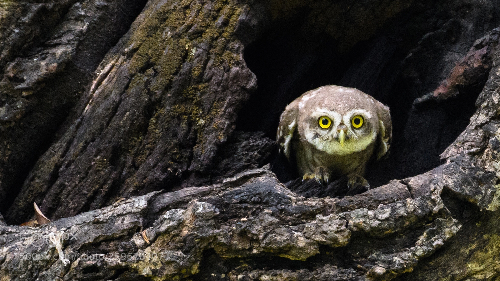 Nikon D500 sample photo. Spotted owlet (juvenile) photography