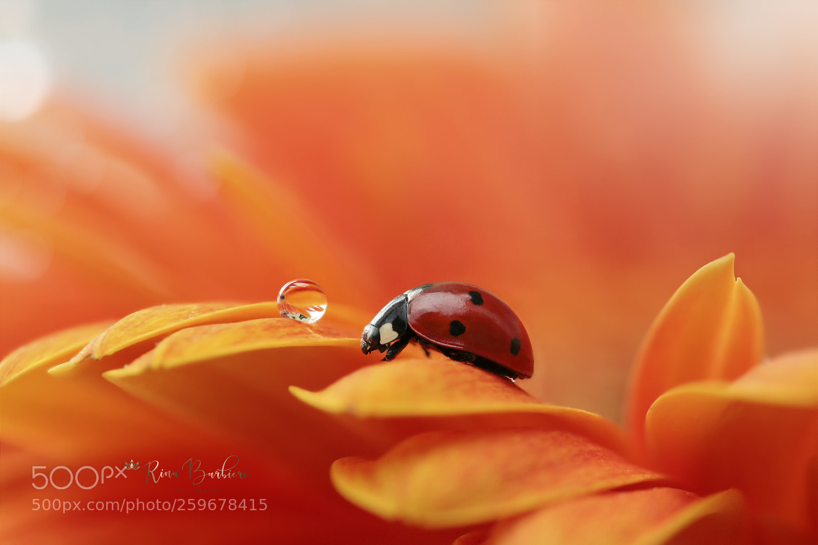 Canon EOS 750D (EOS Rebel T6i / EOS Kiss X8i) sample photo. Fresh orange photography