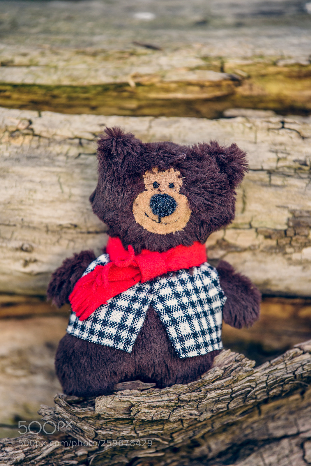 Nikon D750 sample photo. Baribal bears photography