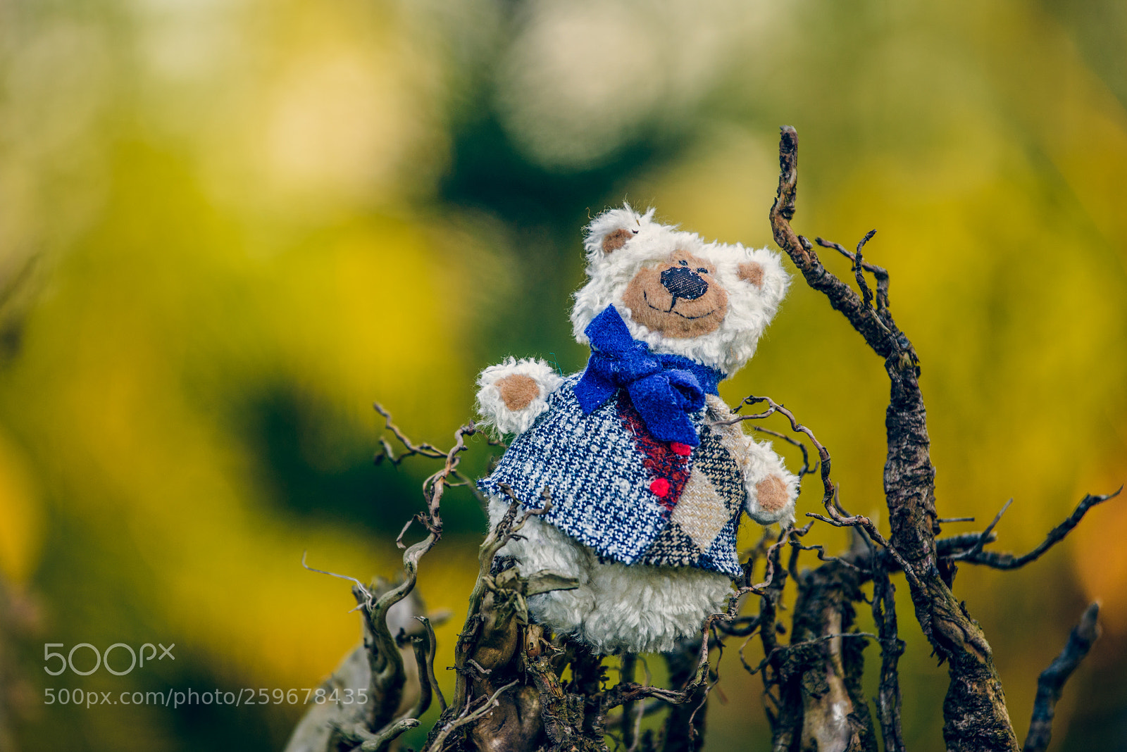 Nikon D750 sample photo. Baribal bears photography