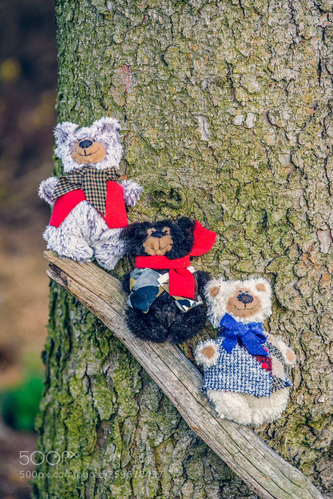 Nikon D750 sample photo. Baribal bears photography