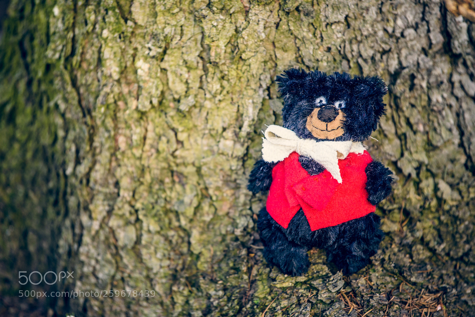 Nikon D750 sample photo. Baribal bears photography