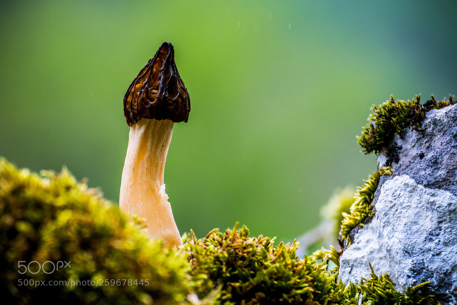 Nikon D3400 sample photo. Mushroom.  photography