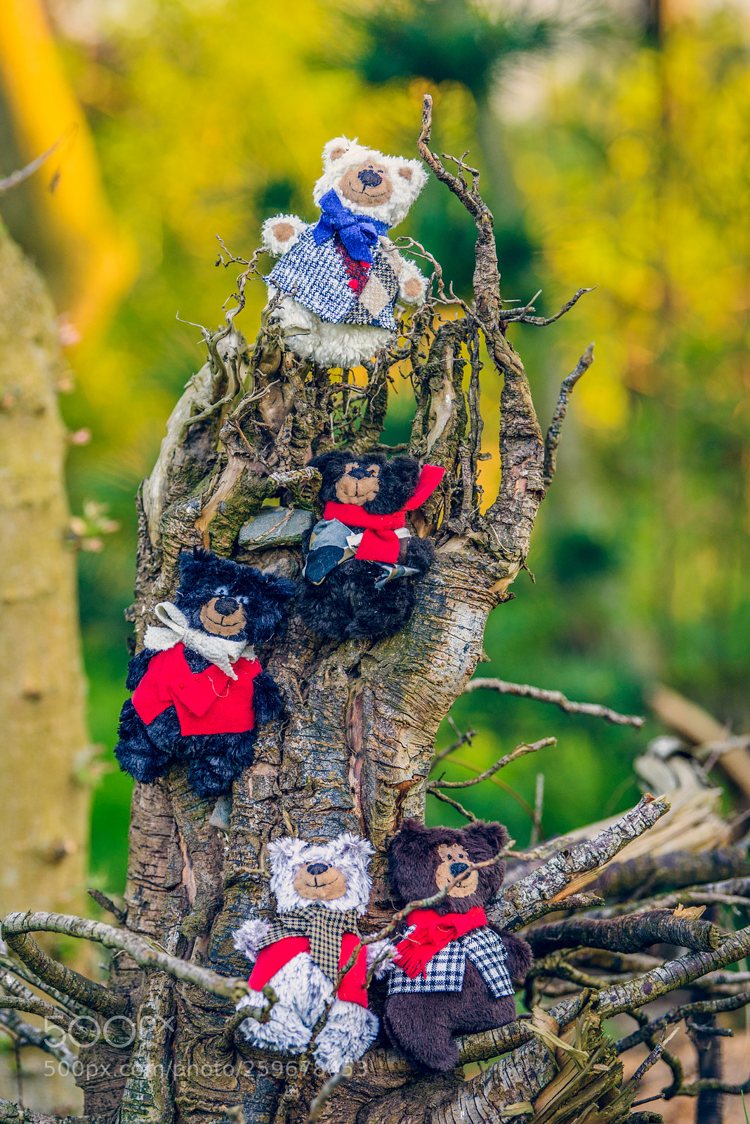 Nikon D750 sample photo. Baribal bears photography