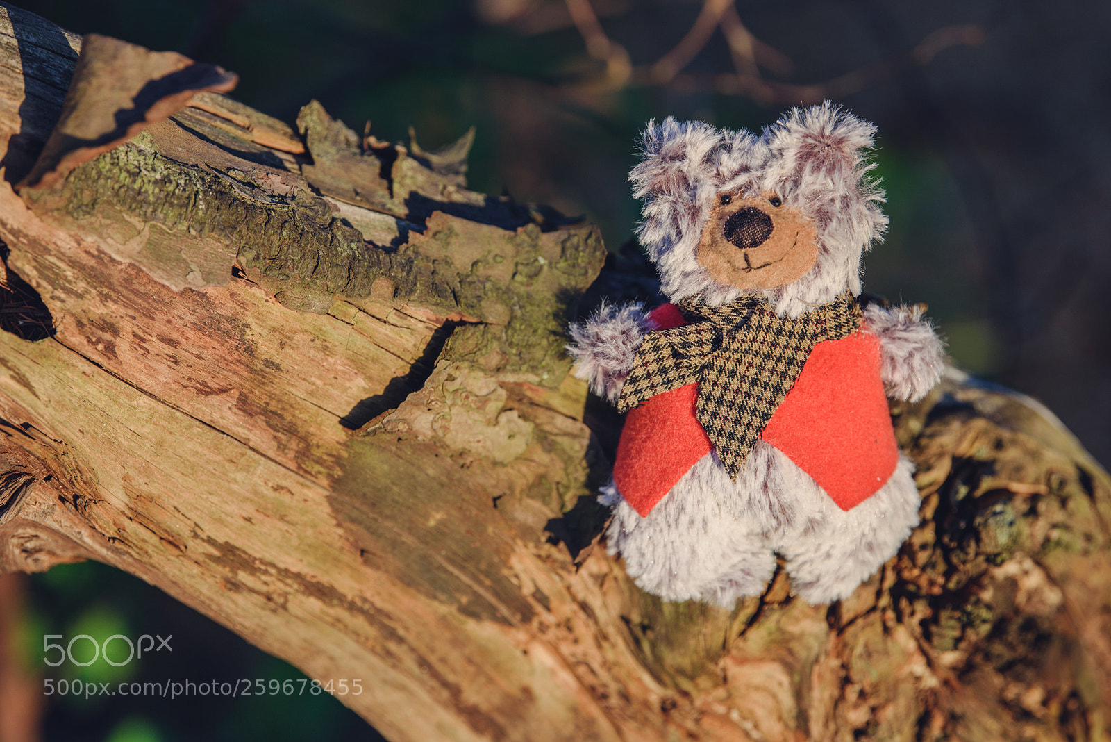 Nikon D750 sample photo. Baribal bears photography