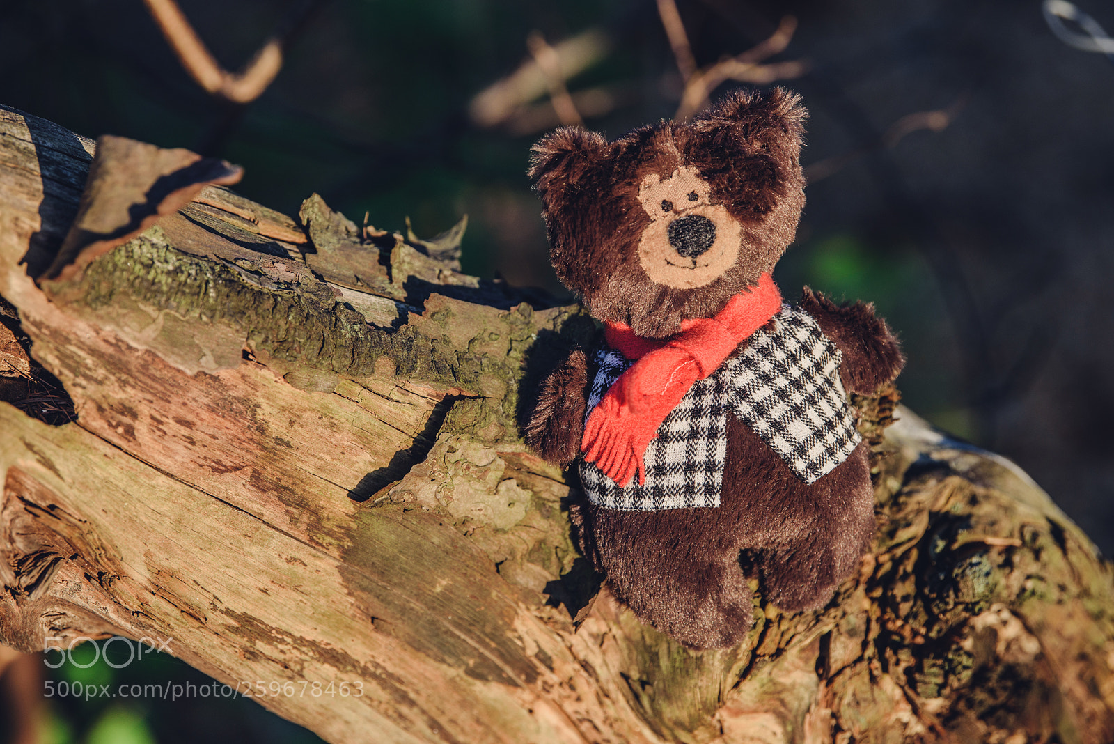 Nikon D750 sample photo. Baribal bears photography