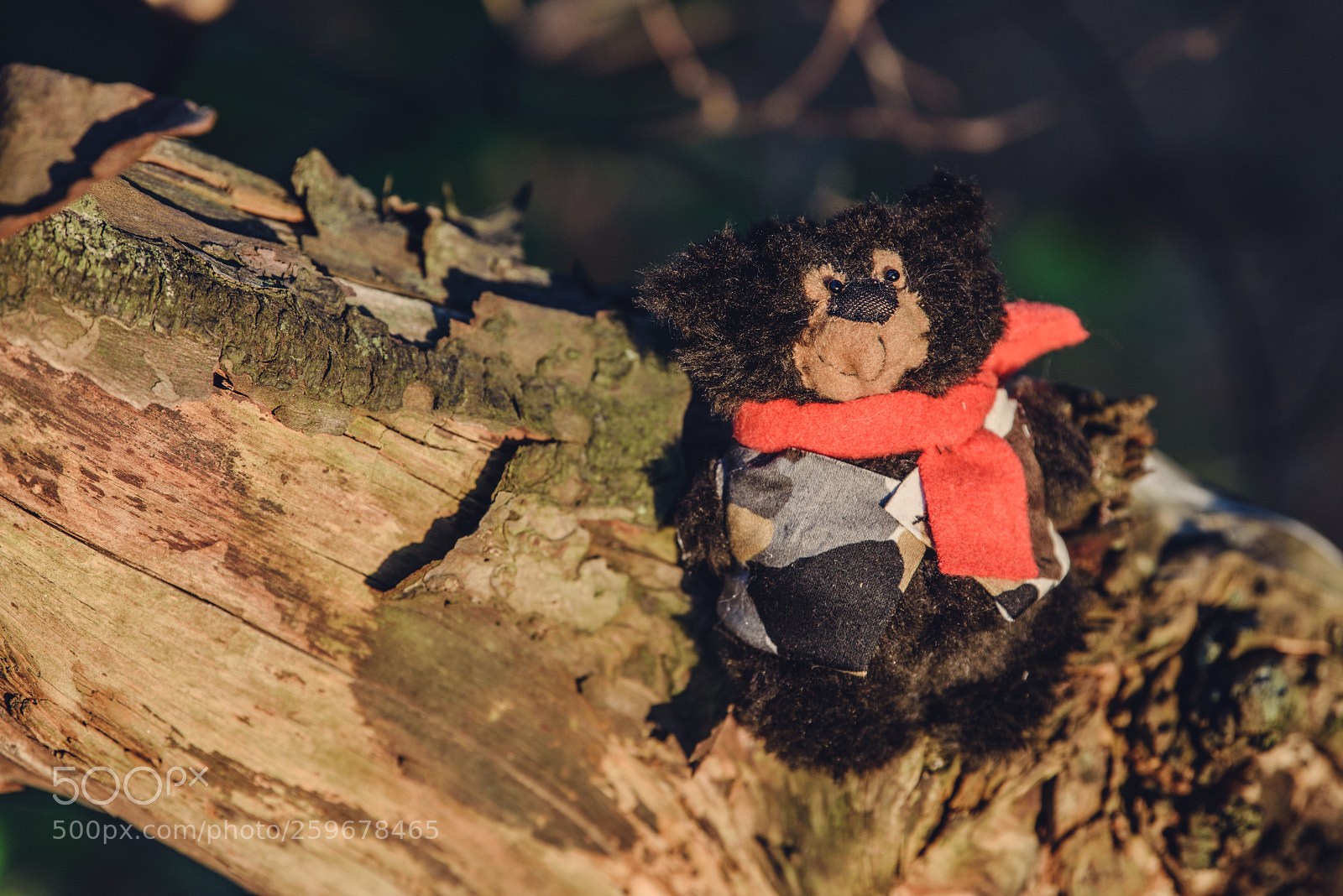 Nikon D750 sample photo. Baribal bears photography