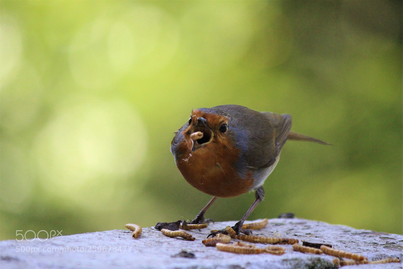 Canon EOS 700D (EOS Rebel T5i / EOS Kiss X7i) sample photo. Yum photography