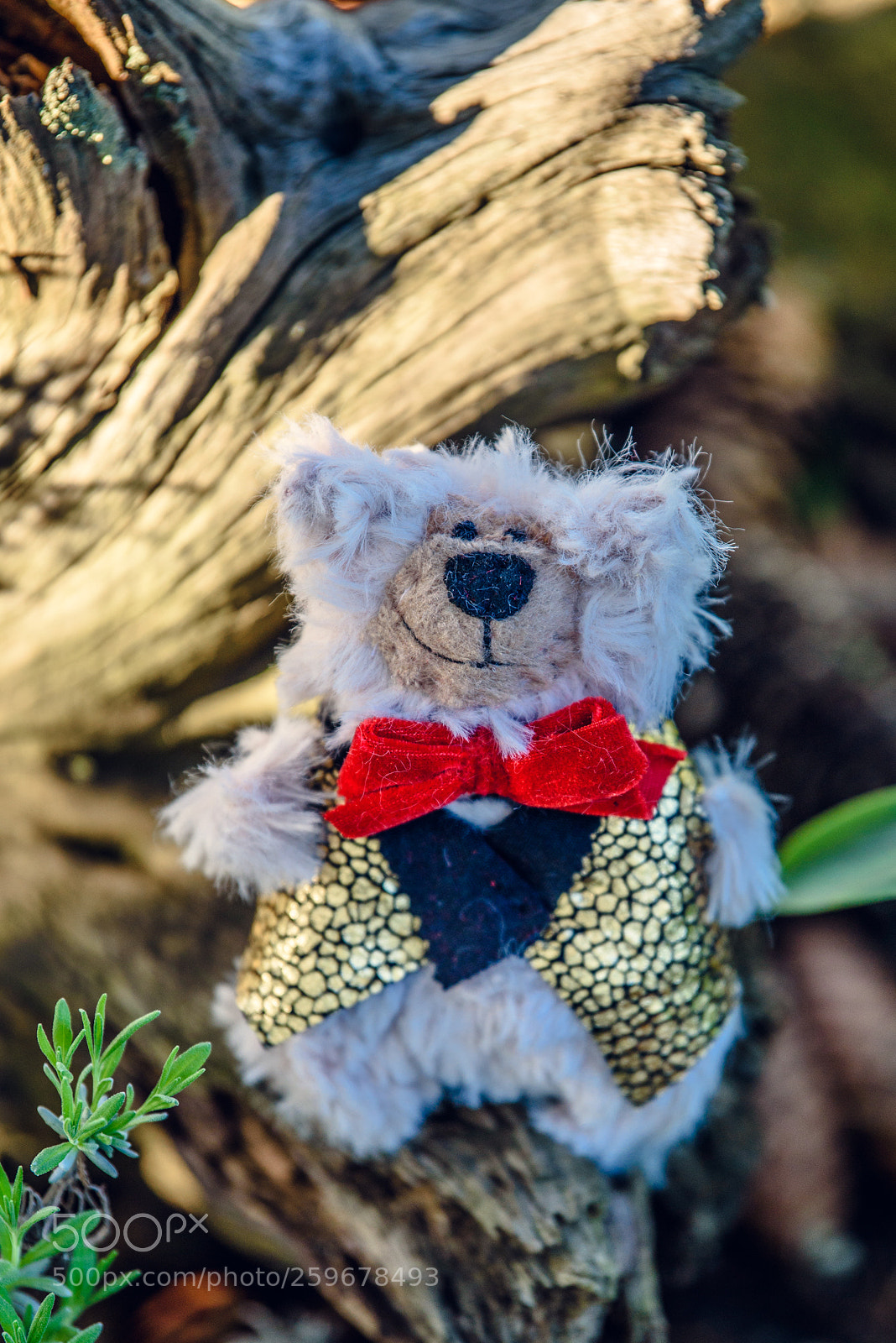 Nikon D750 sample photo. Baribal bears photography