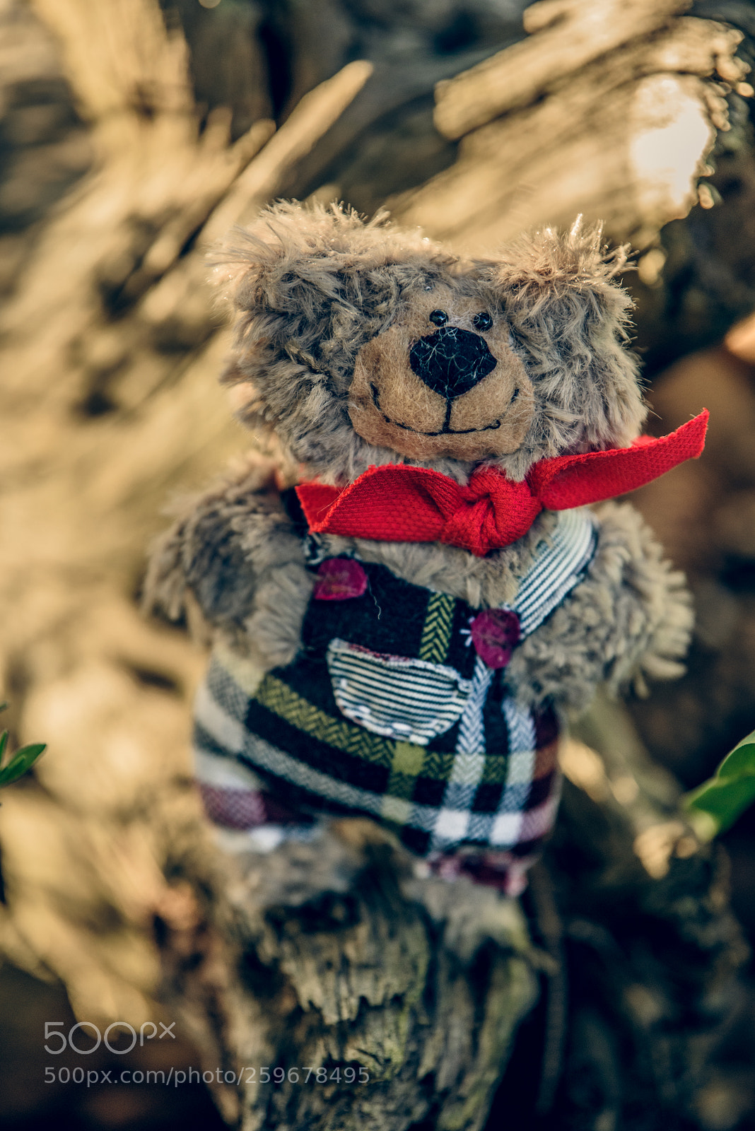 Nikon D750 sample photo. Baribal bears photography