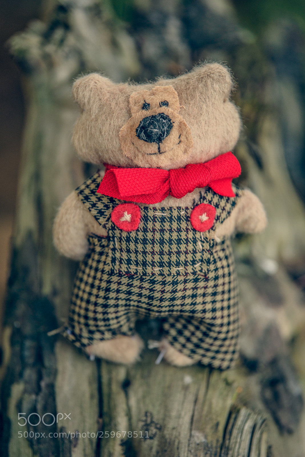 Nikon D750 sample photo. Baribal bears photography