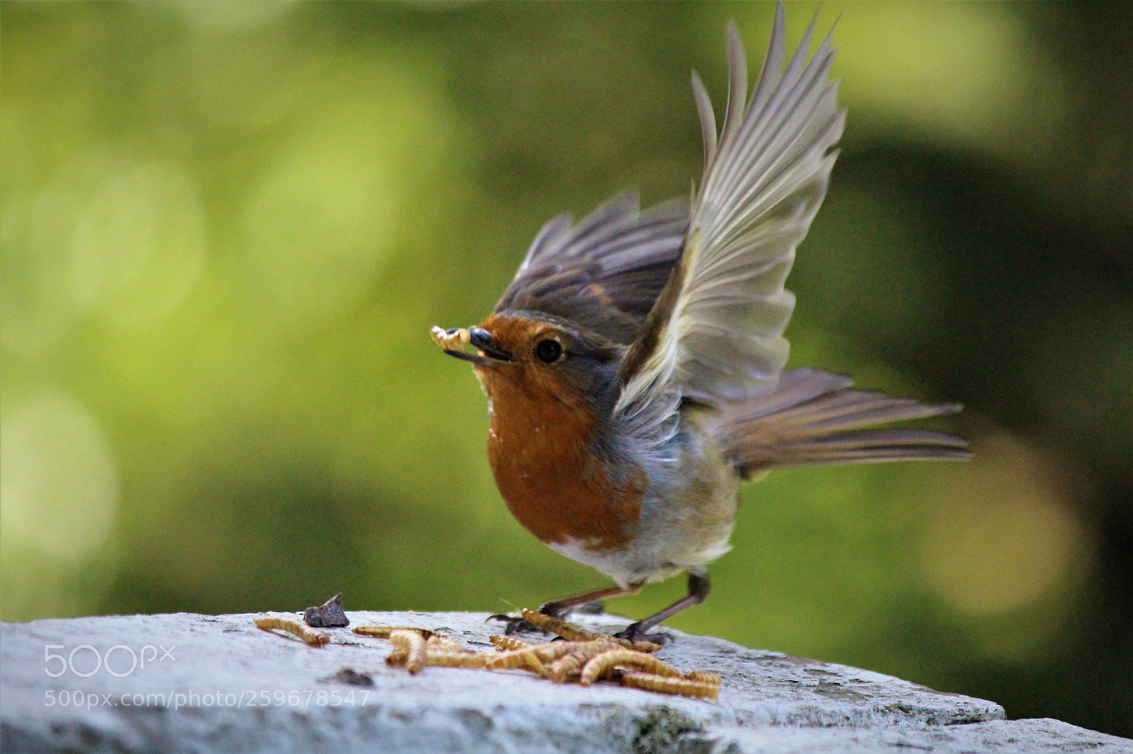 Canon EOS 700D (EOS Rebel T5i / EOS Kiss X7i) sample photo. I'm off! photography