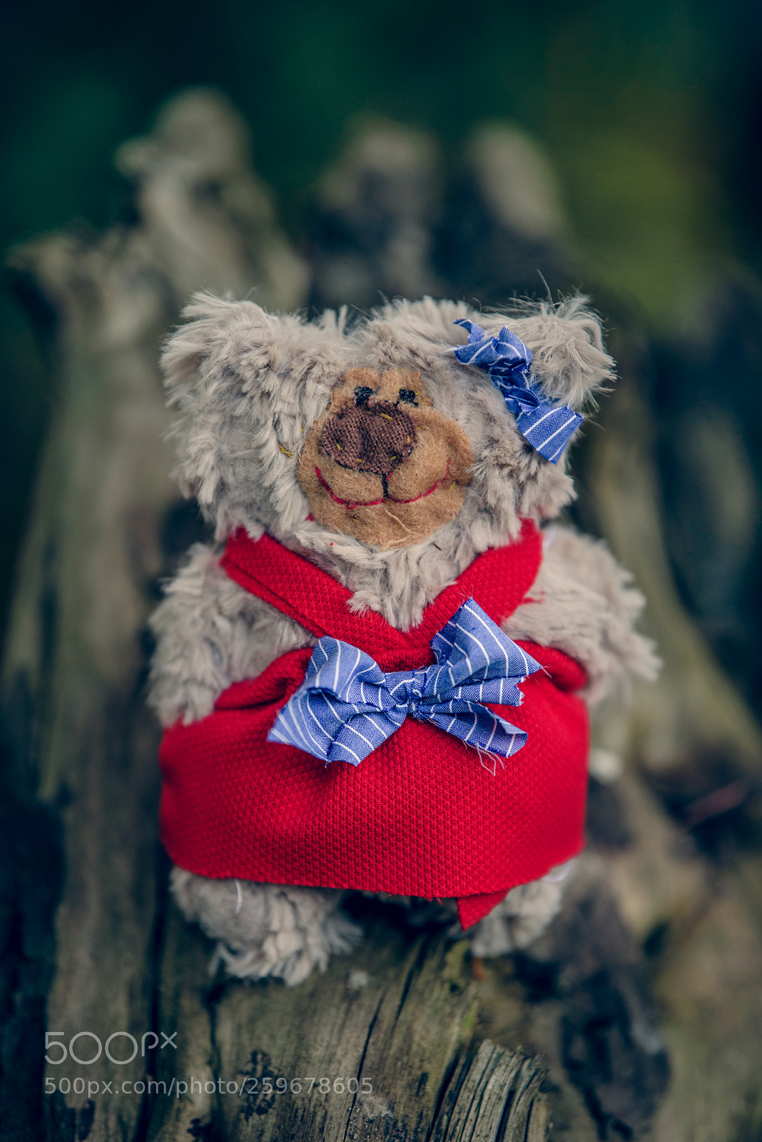 Nikon D750 sample photo. Baribal bears photography