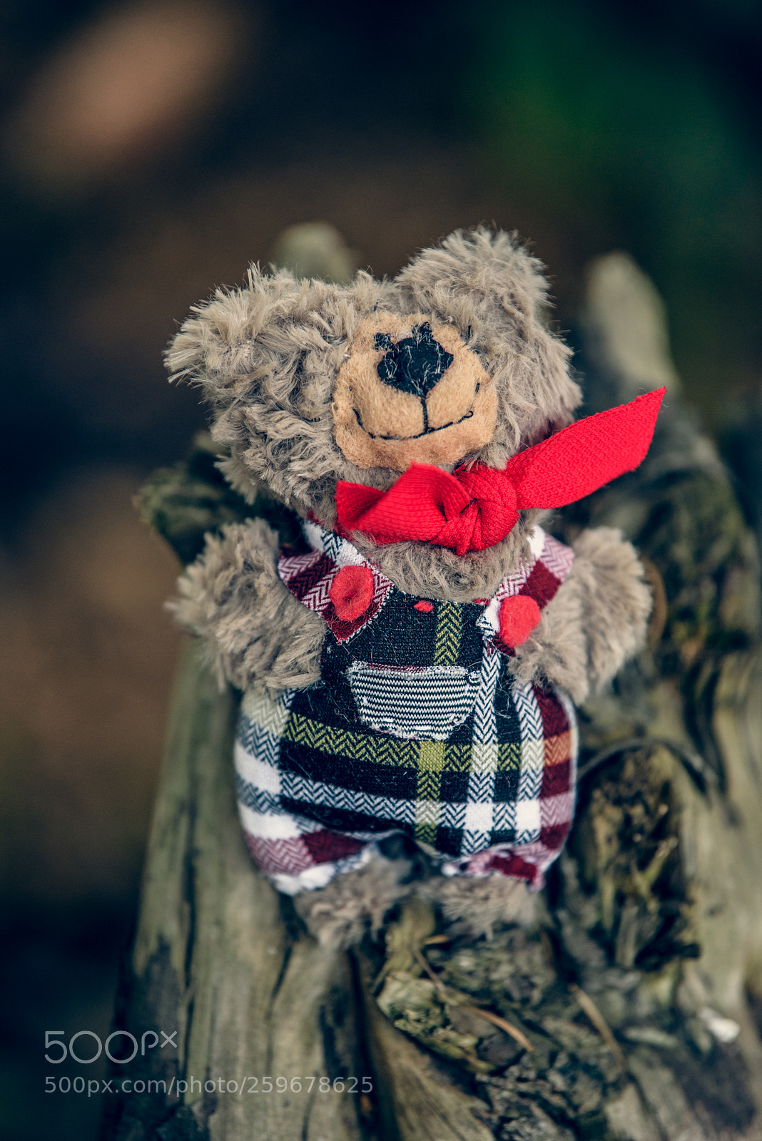 Nikon D750 sample photo. Baribal bears photography