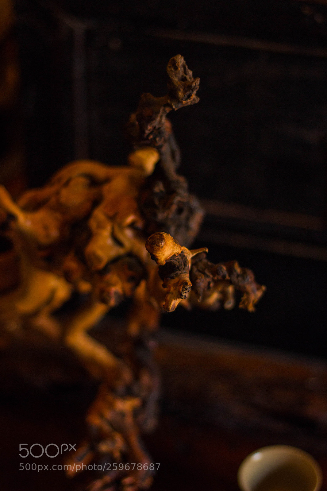 Canon EOS 70D sample photo. 树根 photography