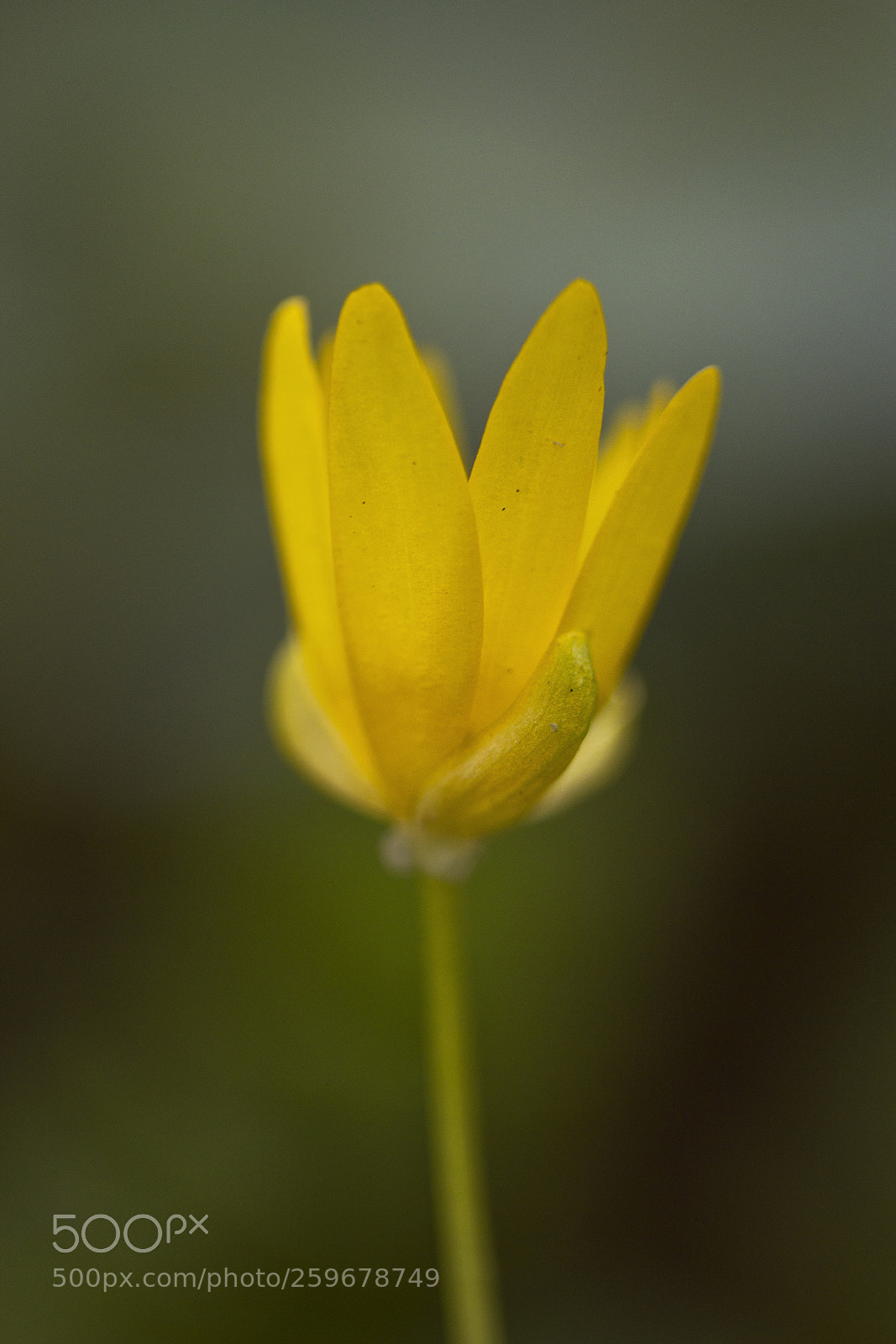 Canon EOS 60D sample photo. Scharbockskraut ficaria verna, syn photography