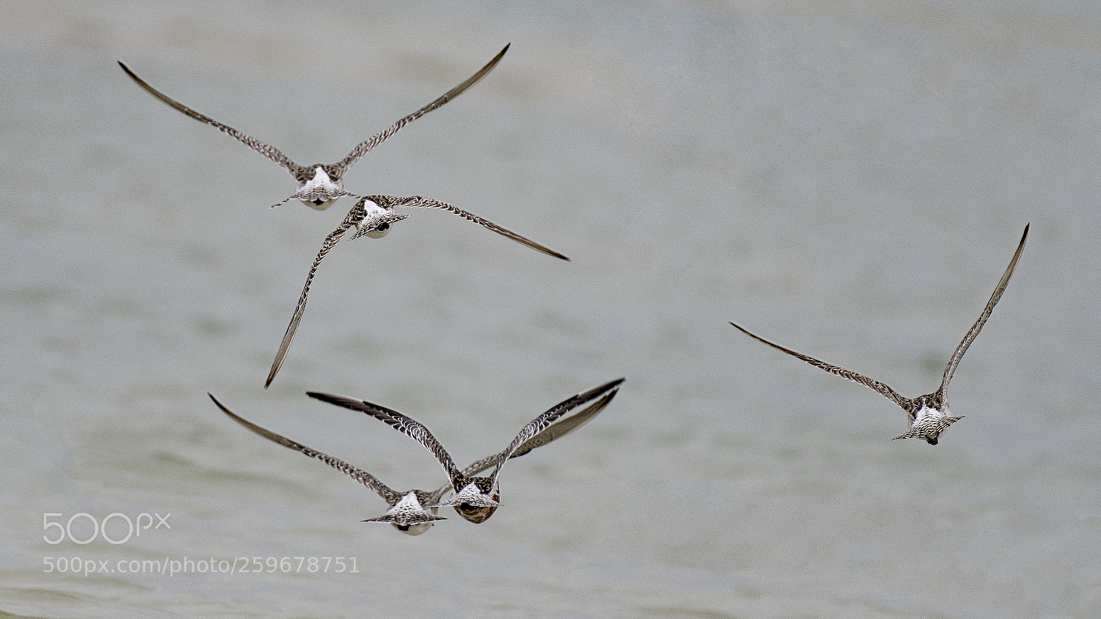 Nikon D500 sample photo. Flying away photography