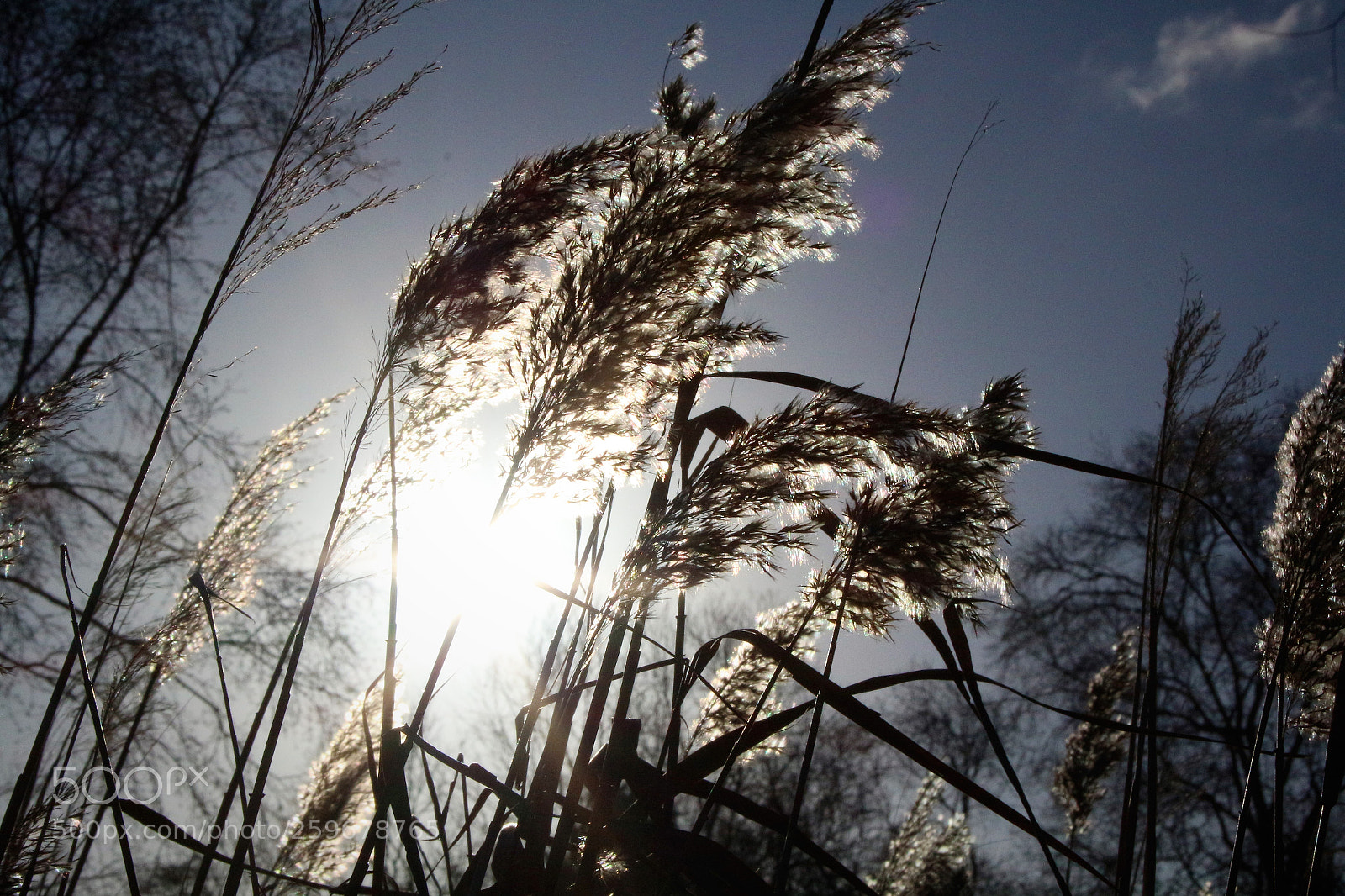 Canon EOS 700D (EOS Rebel T5i / EOS Kiss X7i) sample photo. Autumn reeds photography