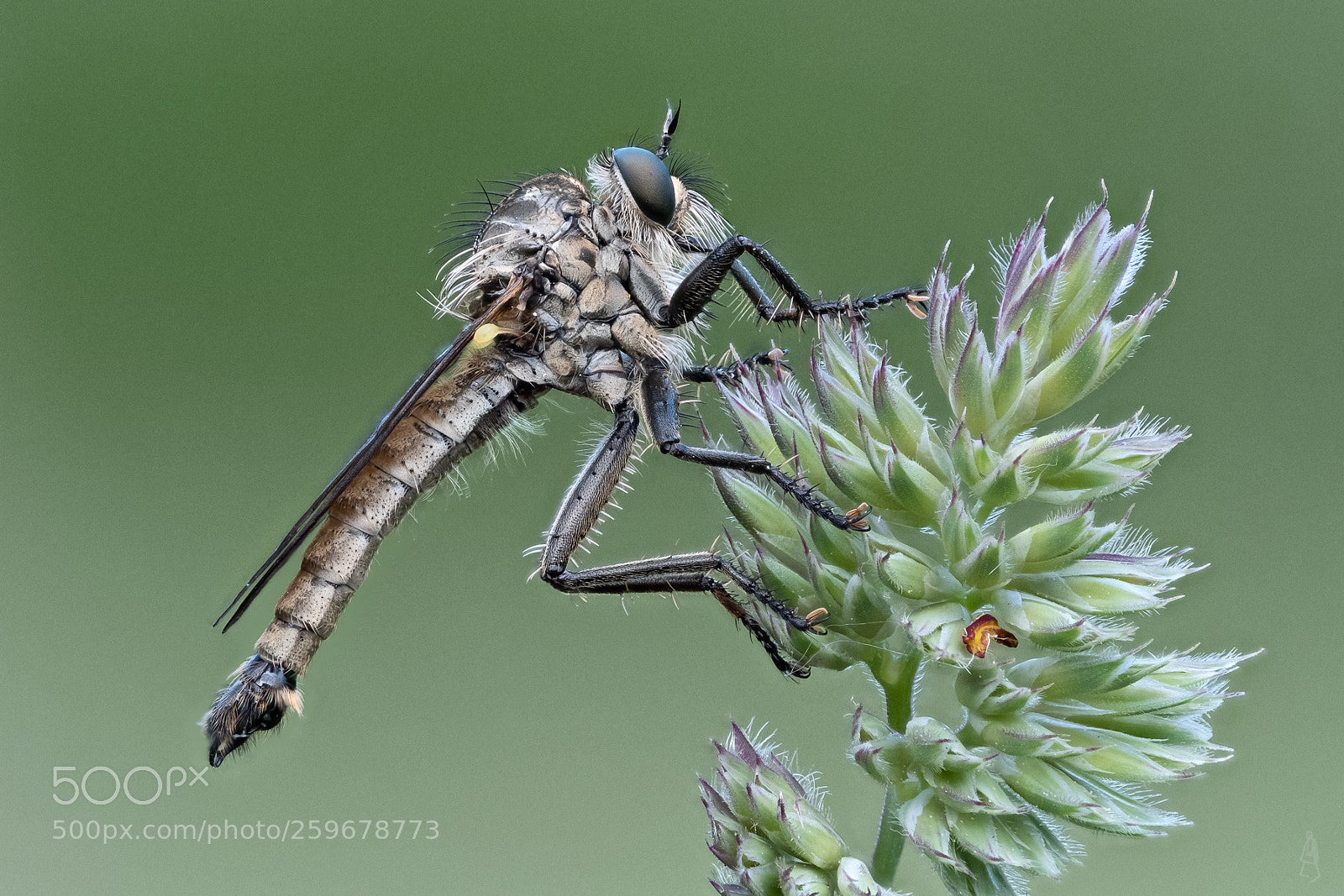 Fujifilm X-T2 sample photo. Robber fly photography