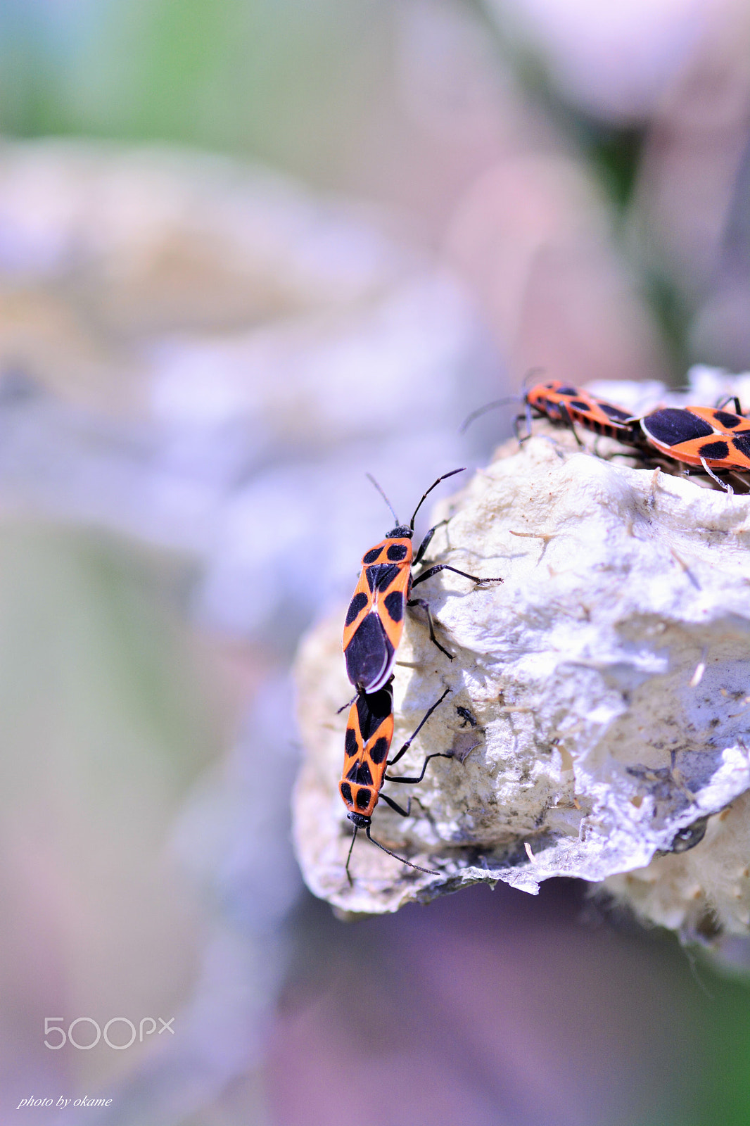 Nikon D5200 sample photo. (get along in the future) photography