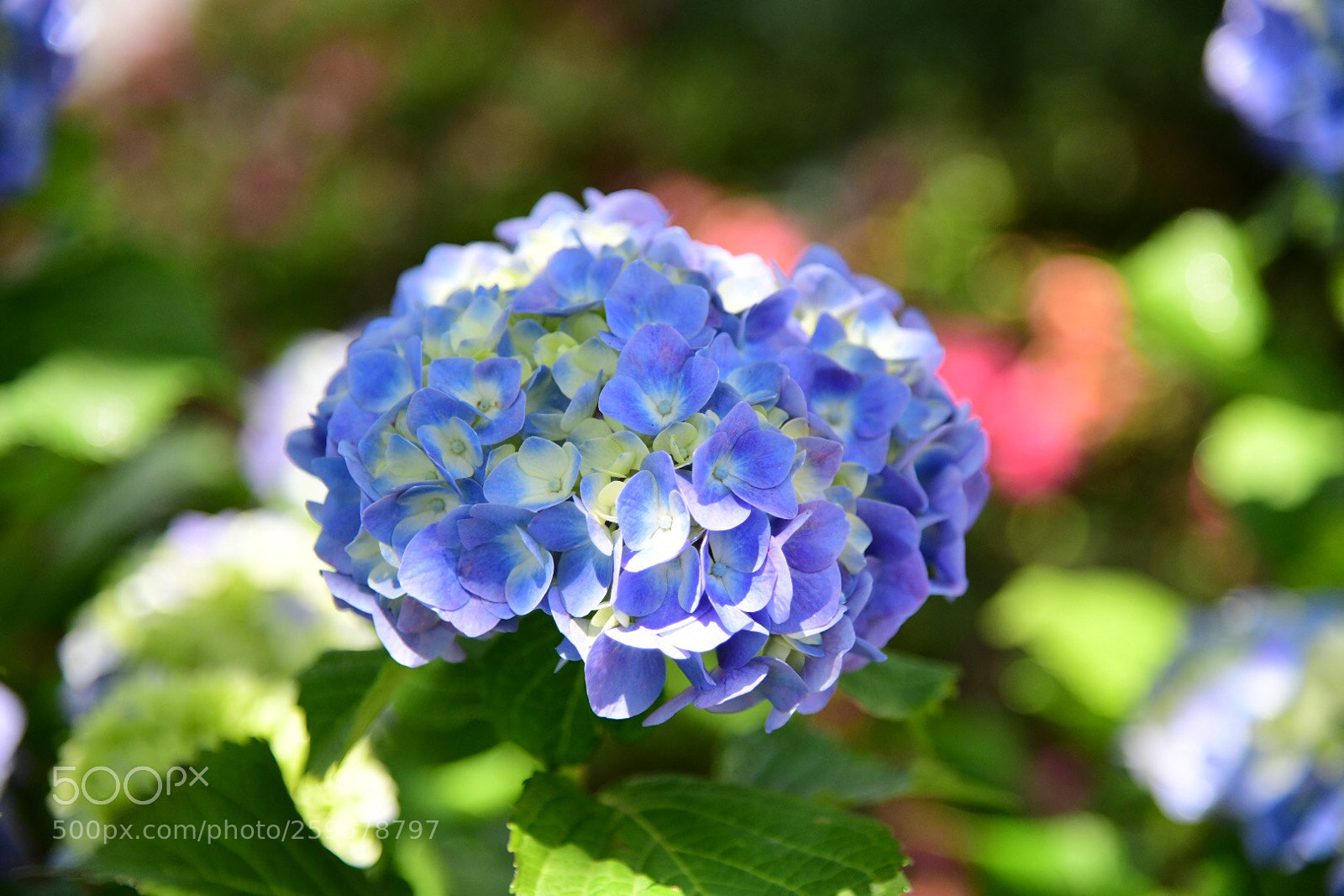 Nikon D850 sample photo. Beautiful hydrangeas near from photography