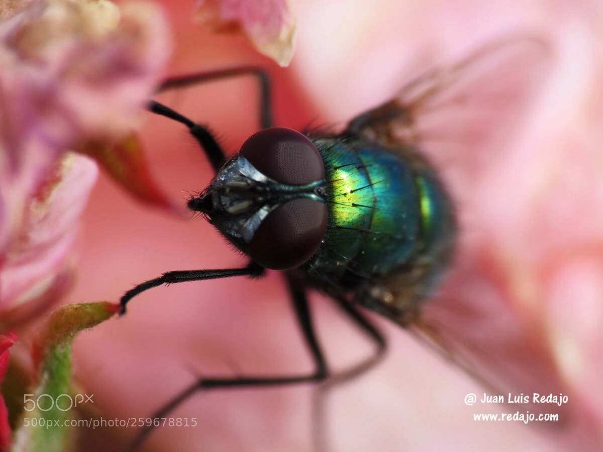 Canon PowerShot SX60 HS sample photo. Insect photography