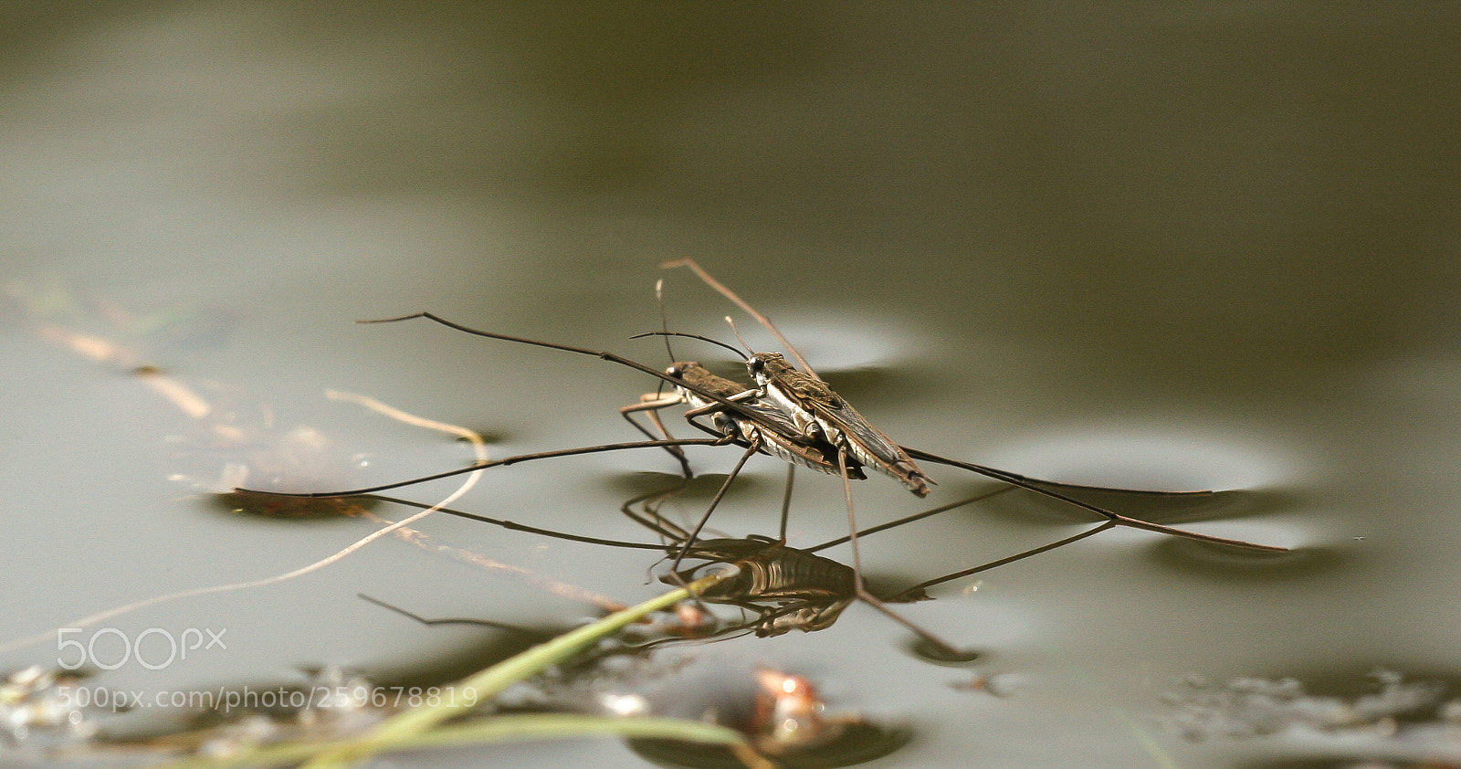 Canon EOS 350D (EOS Digital Rebel XT / EOS Kiss Digital N) sample photo. Pond skater photography