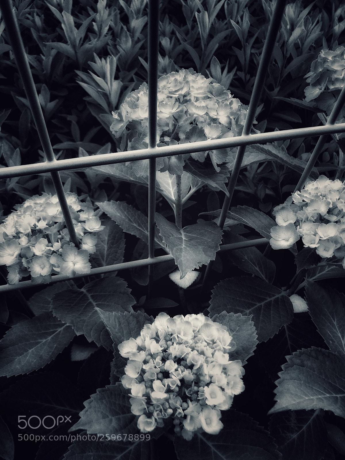 Apple iPhone 8 sample photo. The rainy season photography