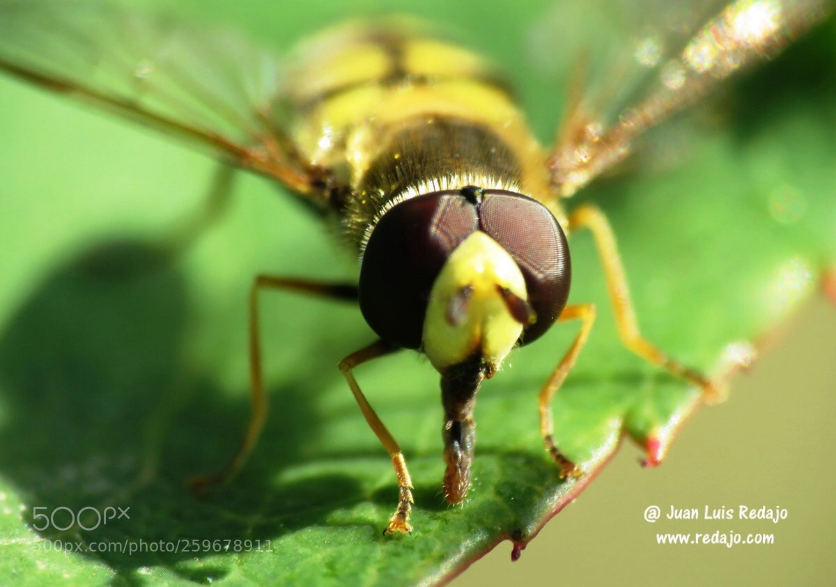 Canon PowerShot SX60 HS sample photo. Insect photography