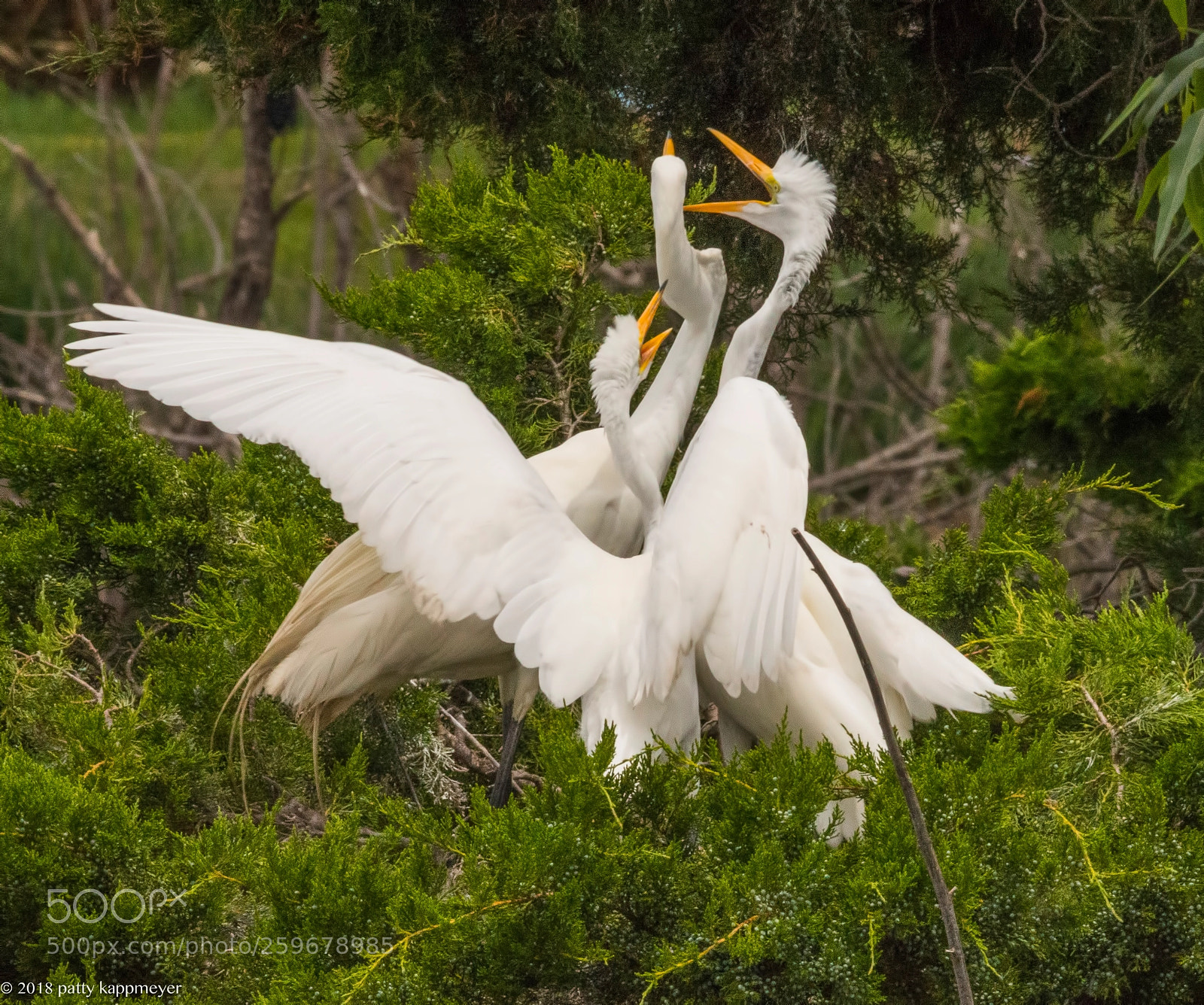 Nikon D7200 sample photo. Three great egrets photography