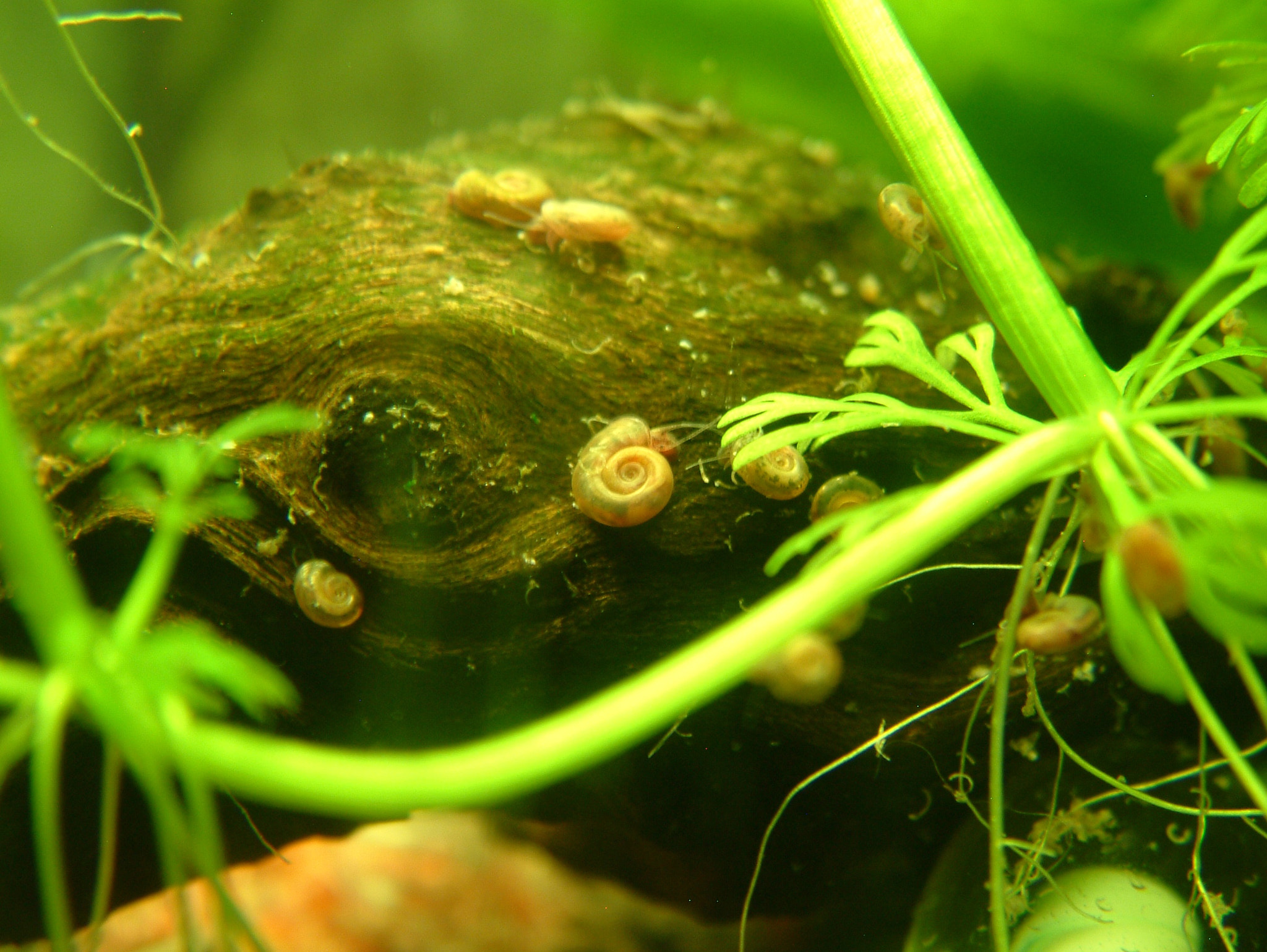 Fujifilm FinePix S602 ZOOM sample photo. More water snails photography