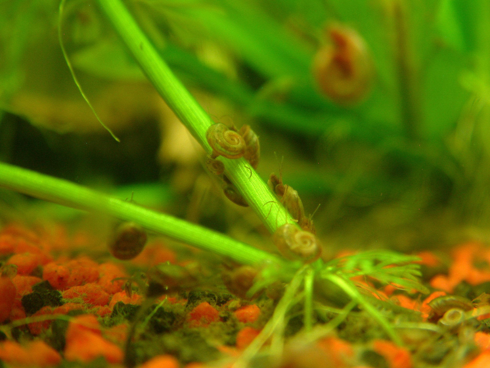 Fujifilm FinePix S602 ZOOM sample photo. Water snails photography