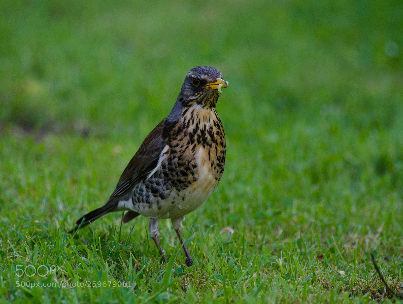 Nikon D7000 sample photo. Kramsvogel/fieldfare photography