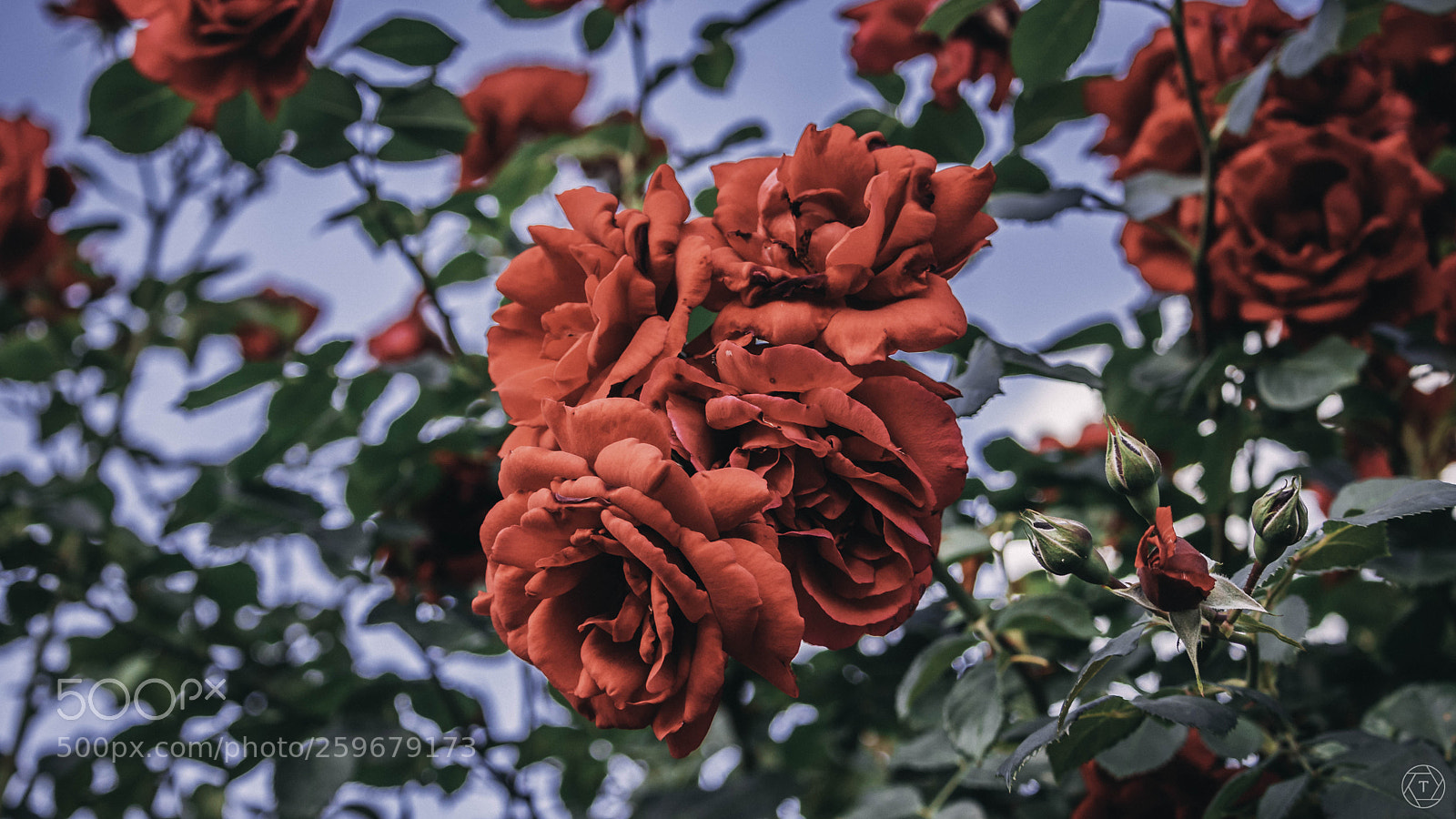 Canon EOS 80D sample photo. Bloom. photography