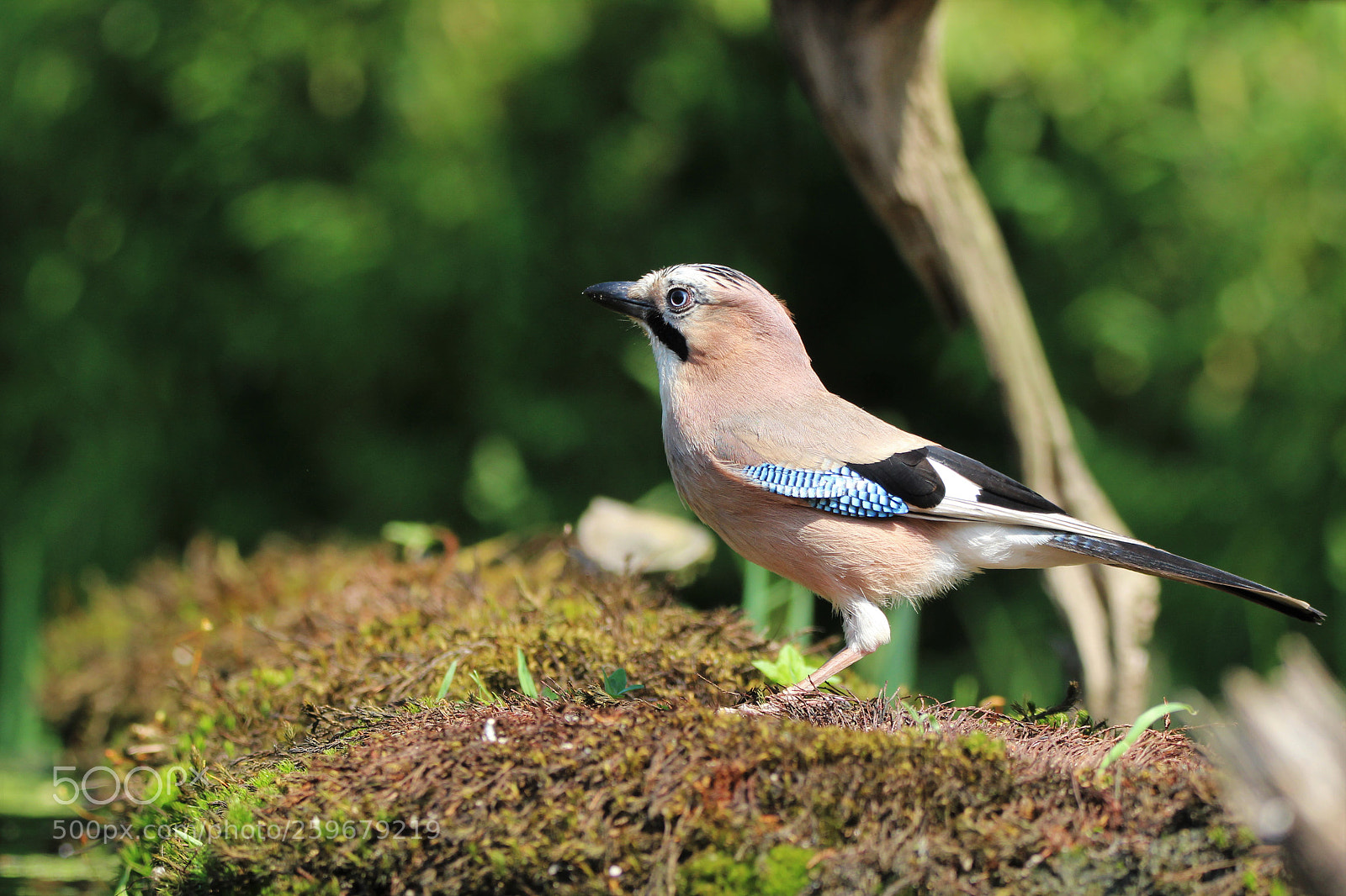 Canon EOS 600D (Rebel EOS T3i / EOS Kiss X5) sample photo. Vlaamse gaai photography