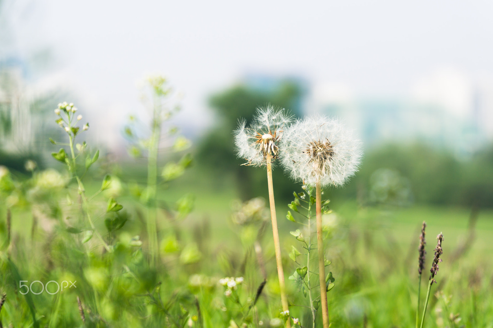 Sony a5100 sample photo. The lonely dandelion photography