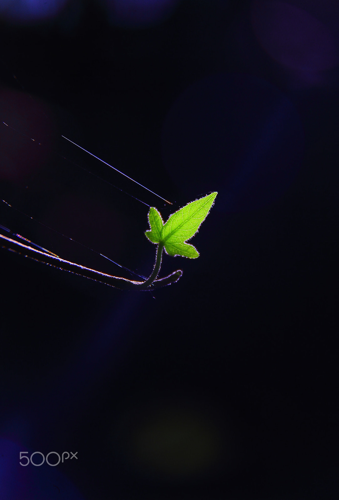 Canon EF-S 18-200mm F3.5-5.6 IS sample photo. Space, speed, spider spinning photography