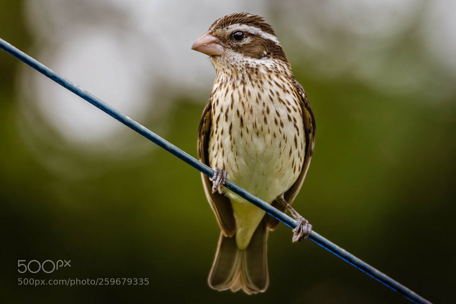 Nikon D7100 sample photo. Grosbeak photography